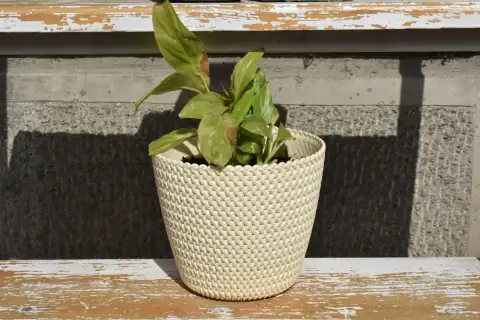 Planters & gamla: green plant on white ceramic pot