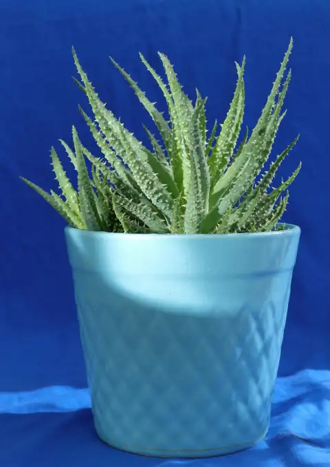 Planters & gamla: a green plant in a blue pot on a blue cloth