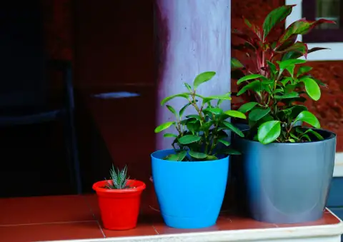 Planters & gamla: three potted plants are sitting on a table