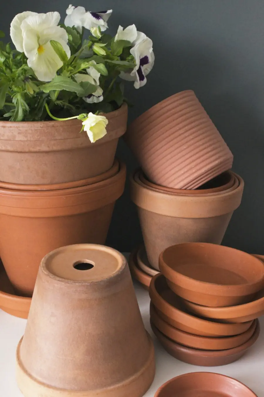 Clay pots with plants